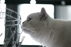 White silver dot cat sitting on the catwalk table photo