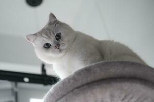 White silver dot cat sitting on the catwalk table photo