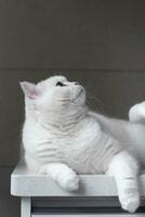 White silver dot cat sitting on the catwalk table photo