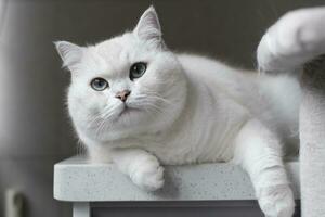 White silver dot cat sitting on the catwalk table photo