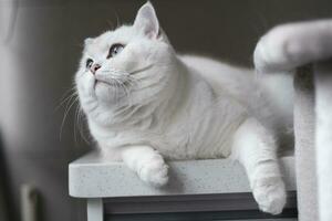 White silver dot cat sitting on the catwalk table photo