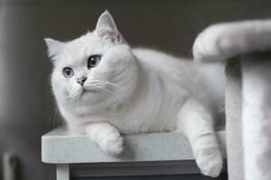 White silver dot cat sitting on the catwalk table photo