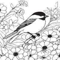 chickadee coloring page vector