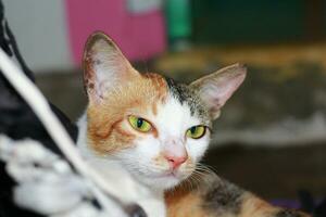 Tomcat eyeing a lizard in the middle of the night. Beautiful cat eyes photo