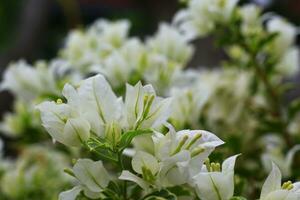 Zinnia white flowers are blooming in the afternoon. This flower has a myth as an Enhancement of Cheating Desires. photo