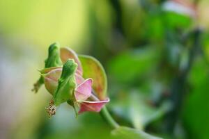 Close up photography of Green and Pink flower bud. bud is an undeveloped or embryonic shoot and normally occurs in the axil of a leaf or at the tip of a stem. photo