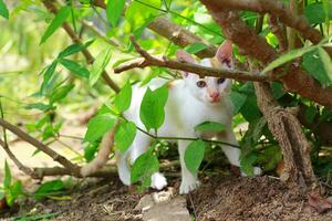 Small kitten walks in the garden. Young cats see prey while walking photo