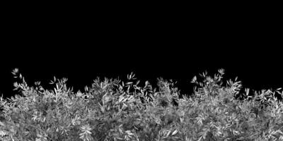 A realistic gray 3D rendering of a bushy green plant with a black background photo