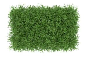 A realistic 3D rendering of the green plant that covered the floor. A tiny plant like a grass photo