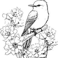 Vermillion Flycatcher bird coloring page vector