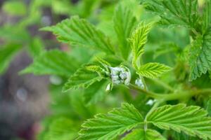 Green raspberry buds on a bush among the leaves. photo