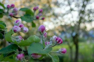 floreciente manzana árbol rama con rosado flores en el jardín en un primavera día foto