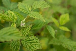 Green raspberry leaves close-up on a background of green foliage. photo