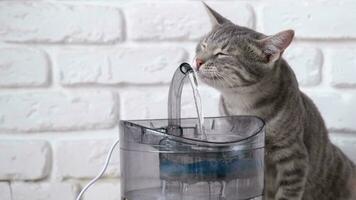 Pet water dispenser with automatic gravity refill. Closeup of gray striped European cat drinking from pet fountain video