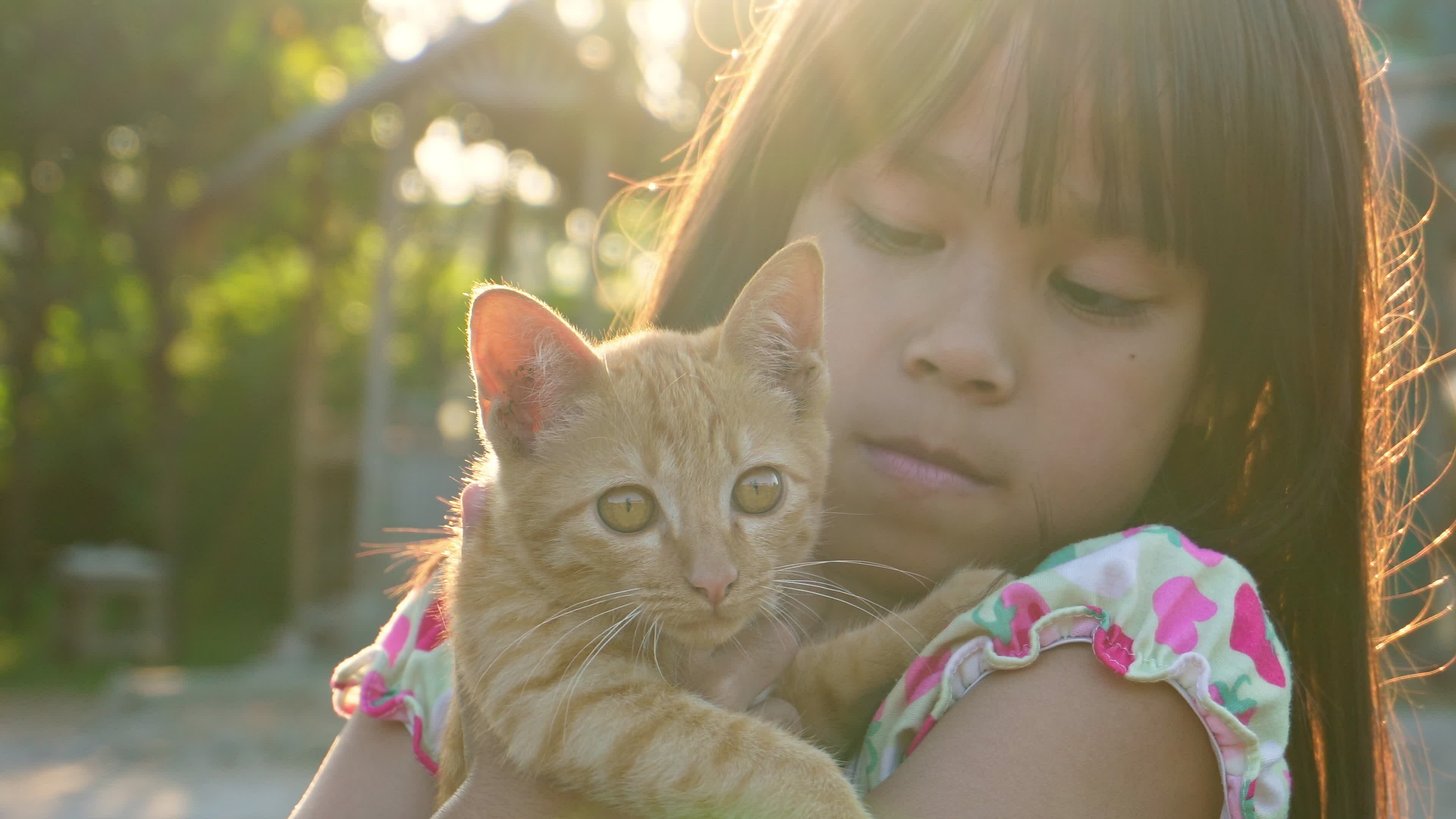 Pet Adoption Stock Video Footage for Free Download Pet Adoption Stock Video Footage for Free Download