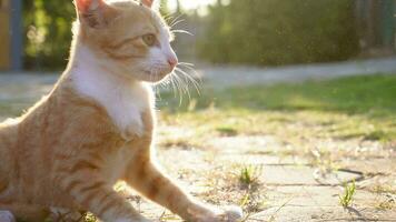 uma pequeno gatinho é sentado em a verde grama. uma pequeno gatinho corre em a Relva ao ar livre dentro a luz solar. doméstico animais. fofa engraçado gato às lar. video
