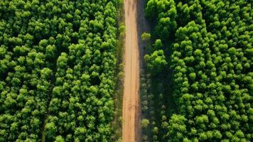 antenne visie van eucalyptus plantage in Thailand. top visie van teelt gebieden of agrarisch land- in buitenshuis kinderkamer. teelt bedrijf. natuurlijk landschap achtergrond. video