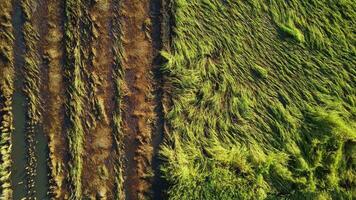 fallen Reis im das Feld. Reis Pflanzen gefallen weil von stark Winde und Regen Vor Ernte. Reis ist beschädigt fällig zu gebrochen Stroh, Herstellung es Mehr schwierig zu Ernte. video