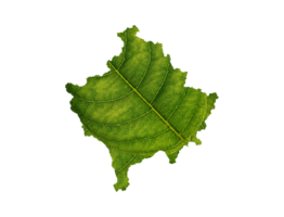 Kosovo map made of green leaves  ecology concept png