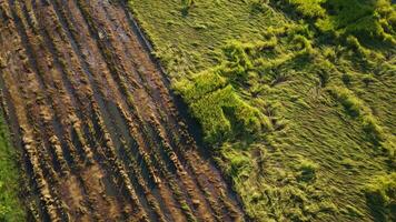 chute riz dans le champ. riz les plantes déchue car de fort les vents et pluie avant récolte. riz est endommagé dû à cassé paille, fabrication il plus difficile à récolte. video