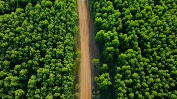 vista aérea de la plantación de eucaliptos en tailandia. vista superior de las áreas de cultivo o tierras agrícolas en viveros al aire libre. negocio de cultivo. fondo de paisaje natural. video