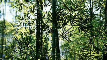 A group of bamboo trees in a forest video