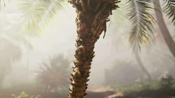 ein Palme Baum im das Mitte von ein Wald video