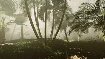 uma selva cena com Palma árvores e névoa video