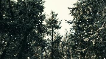 A snowy forest landscape with tall trees video