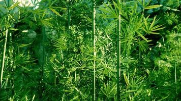 A large group of green plants in a field video