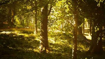 el Dom brilla mediante el arboles en el bosque video