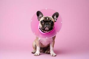 AI generated cute beige dog french bulldog puppy in protective veterinary collar on an pink background treatment and care for pets after surgery copy space photo