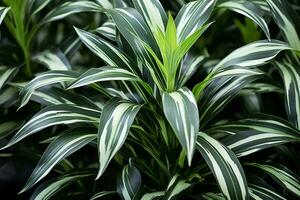 AI generated dracaena fragrans green plant close up natural botanical background potted plants photo