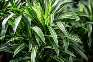 AI generated leaves of green plant dracaena fragrans closeup natural botanical background potted plants in greenhouse photo