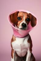 AI generated mixed breed with beagle red white dog in protective veterinary collar on pink background treatment and care for pets after surgery photo