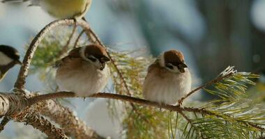 sparrows on a branch video