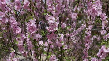 Blühen Frühling Kirsche blühen im Japan Geäst Nahansicht video