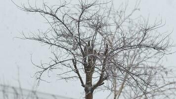 chute de neige. neige flocons tomber sur arbre branches. le arbre a été couvert avec neige. video