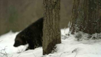 video di ghiottone nel zoo