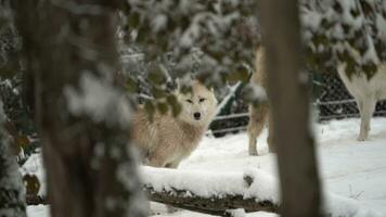 video van arctisch wolf in dierentuin