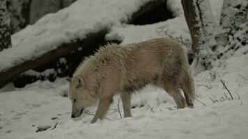 video van arctisch wolf in dierentuin