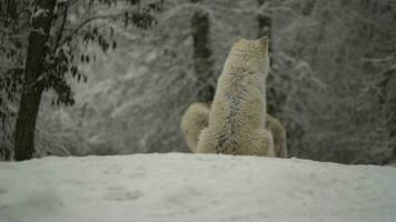 Video von Arktis Wolf im Zoo