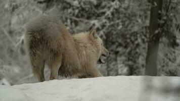 Video of Arctic wolf in zoo