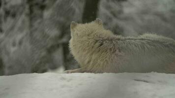 vídeo de ártico lobo en zoo video