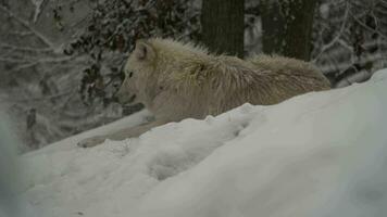 Video of Arctic wolf in zoo