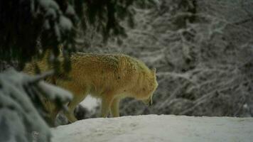 Video of Arctic wolf in zoo