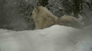 Video of Arctic wolf in zoo