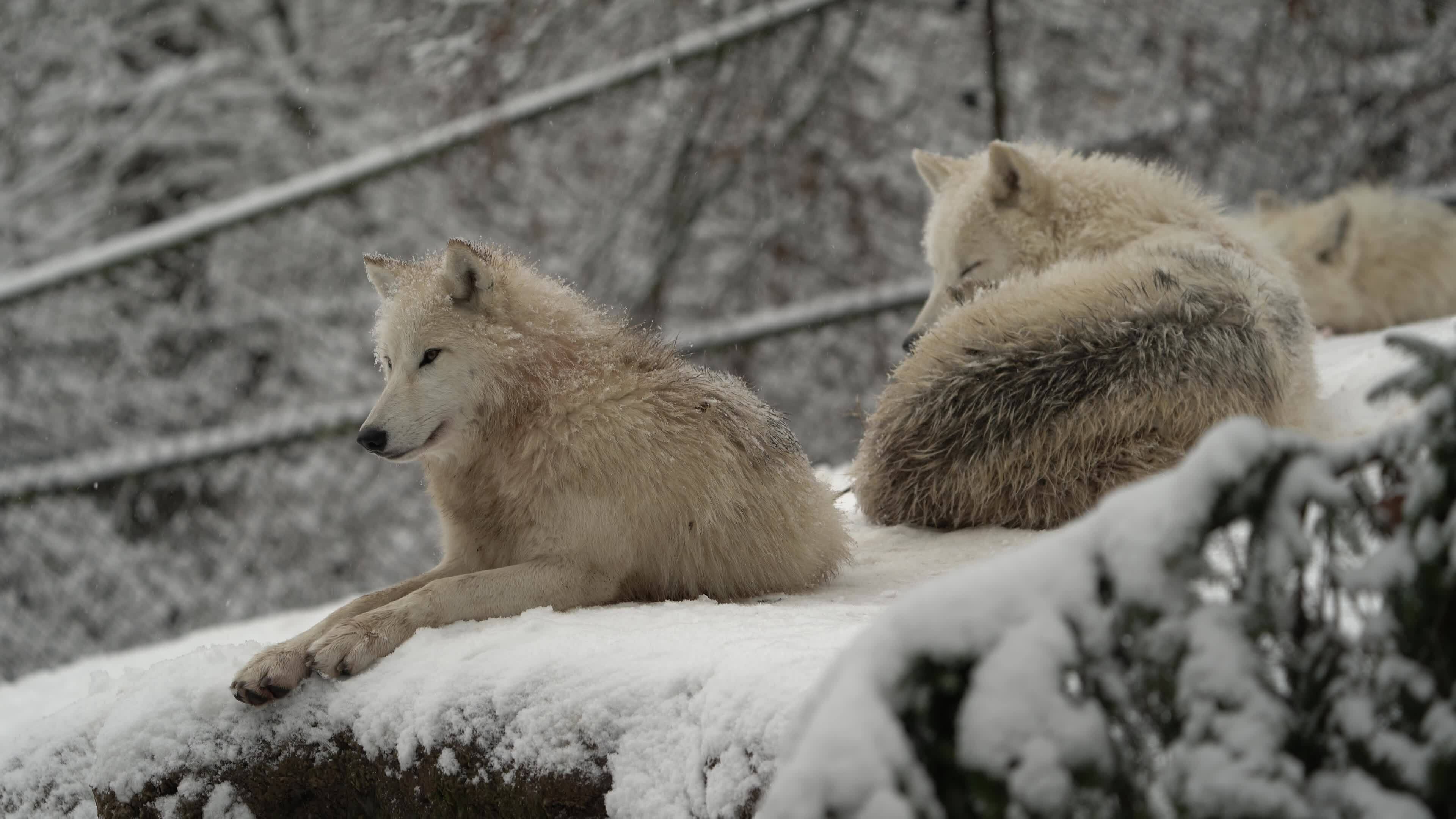 Video of Arctic wolf in zoo 35139832 Stock Video at Vecteezy