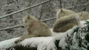 vídeo do ártico Lobo dentro jardim zoológico video
