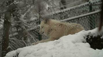 Video von Arktis Wolf im Zoo